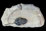Pseudocryphaeus (Cryphina) Trilobite - Lghaft, morocco #105164-1